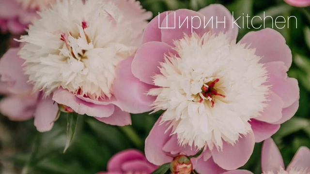 Байлыктын суйуунун символу ПИОНА гулу.|Пиона смотреть онлайн