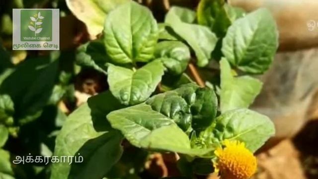 Agraharam Mooligai Tamil | Agrahara Plant | Anacyclus Prethrum | அக்ரஹாரா | அக்கரகாரம் மூலிகை செடி смотреть онлайн