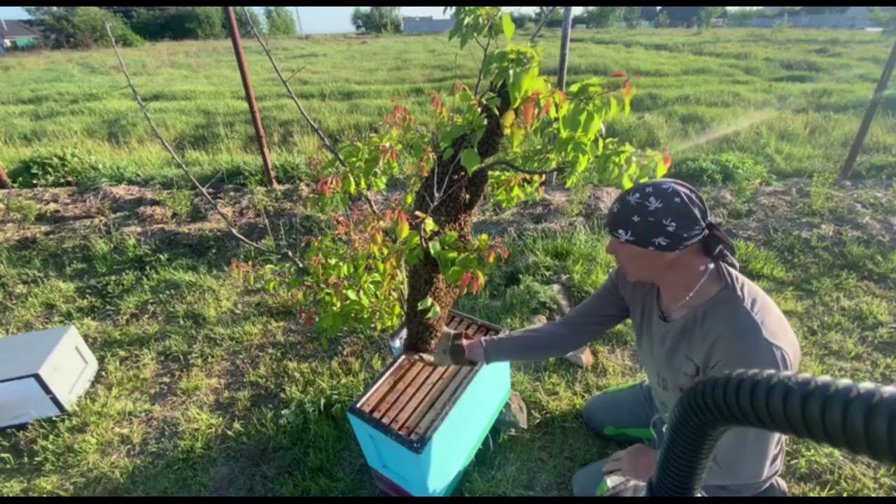 история одного роя смотреть онлайн