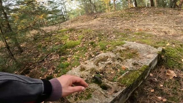 Сбор грибов в Польше смотреть онлайн