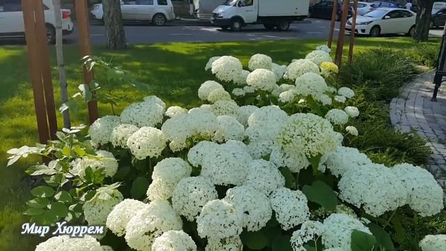 Шурик и Лида, лаванда, коты-собаки - жаркий летний микс Краснодара :) смотреть онлайн