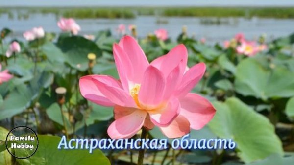 Озеро лотосов в Волгоградской области - уникальное место! | долина лотосов | lotus flower