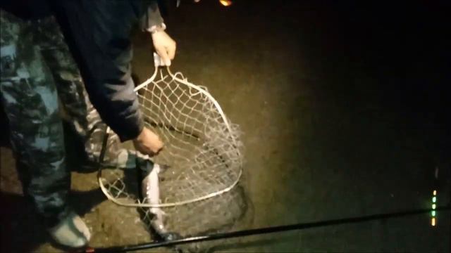 Ночные поимки осетра на Нижнем водоёме. Клёвое место лосиный остров. смотреть онлайн