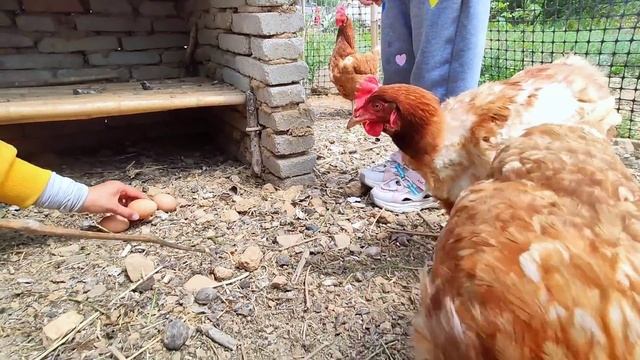 Find pearls from a variety of rare shellfish. Perfect Pearl Harvest смотреть онлайн