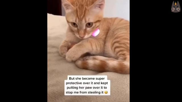 What Happens When You Give a Cat an Egg? (A compilation) смотреть онлайн