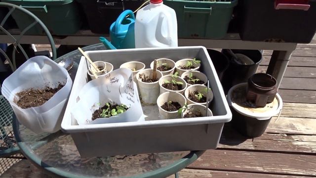 TIPS on Container Gardening in Small Space Deck Vegetable Garden Growing Onions Garlic Sage Celery смотреть онлайн