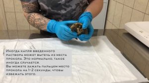 Внутримышечный укол черепашке