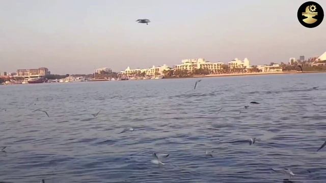 A Sneak Peek into Dubai’s Creek Park | Creek Park | Dubai | Shima Thoughts смотреть онлайн