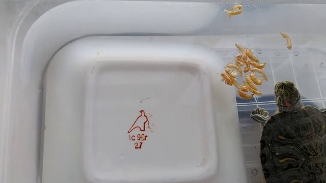 Что едят красноухие черепахи смотреть онлайн