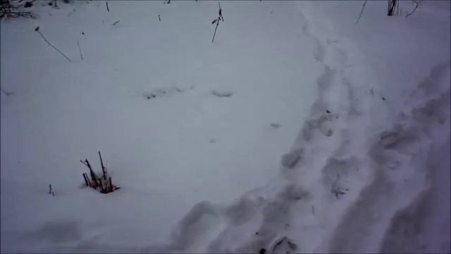 Выхи в П-Л: Ласка приходила за курицей смотреть онлайн