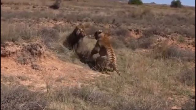 Grizzly vs brown Bear - TOP 5 Animal Fights | ТОП 5 Животных сражений -OMG!!! смотреть онлайн