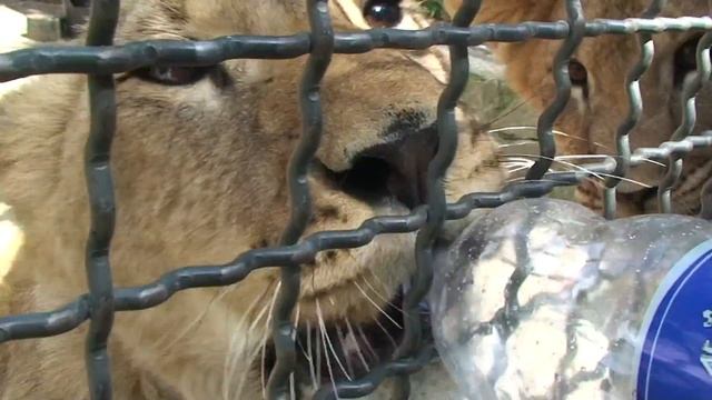 Ялтинский Зоопарк. Игры молодых львят смотреть онлайн