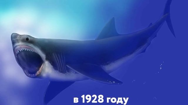 7 Доказательств Того, Что Мегалодон До Сих Пор Существует смотреть онлайн