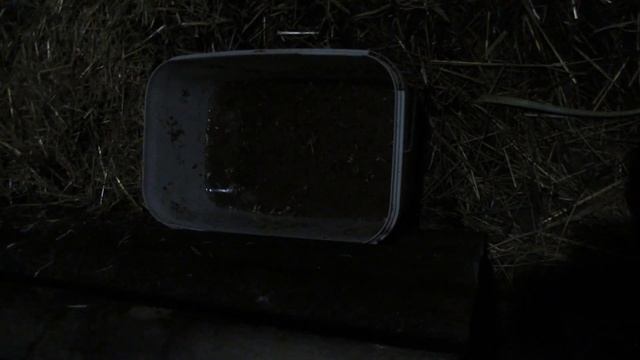 Как накормить кур Адлер Серебристый и Гриз Бар для увеличения их яйценоскости! смотреть онлайн