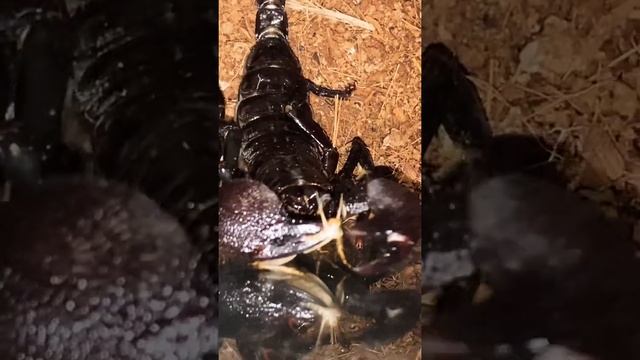Emperor Scorpion ( Pandinus imperator ) - Someone is HUNGRY! смотреть онлайн