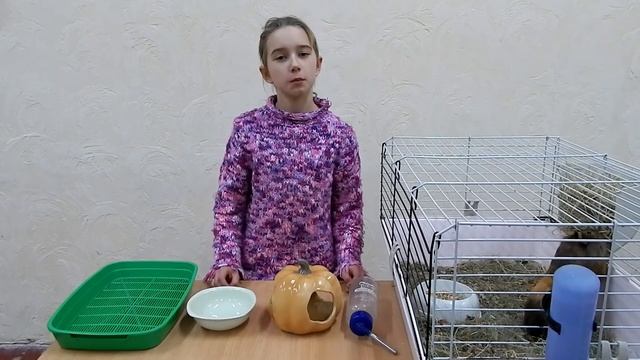 Морские свинки - уход и содержание смотреть онлайн