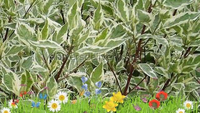 Дерен белый Элегантиссима ? Обзор: посадка и уход. саженцы, крупномеры: описание и особенности смотреть онлайн