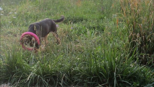 В Питомнике в день Берегини-2019. смотреть онлайн