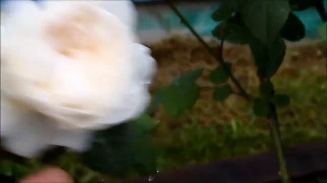 lotos video austin shrub rose william and catherine смотреть онлайн