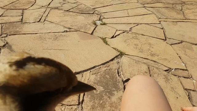 Kookaburra kicks magpie off my lap - magpie gives us a bird version of the Wilhelm scream! смотреть онлайн