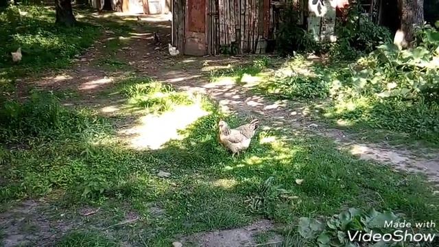 ДОМАШНИЕ ЖИВОТНЫЕ ЛЕТОМ смотреть онлайн