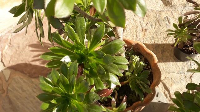 Aeonium Arboreum /Sukulent bakımı . смотреть онлайн