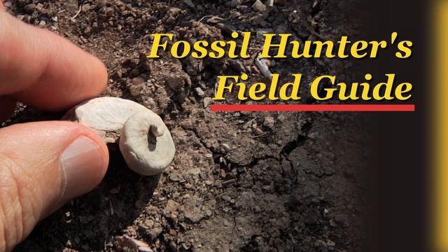 Fossil Hunter's Field Guide смотреть онлайн