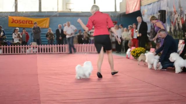 CACIB FCI "Запорiжжя -2014" смотреть онлайн