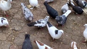 Если голубки падают на ноги...Начался выводной сезон. Выводим молодняк.