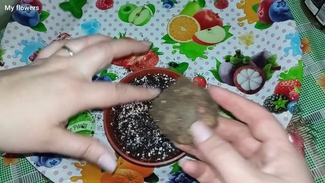 Посадка клубневой бегонии Фимбриата.Весенняя пересадка комнатных растений.Часть 5 смотреть онлайн