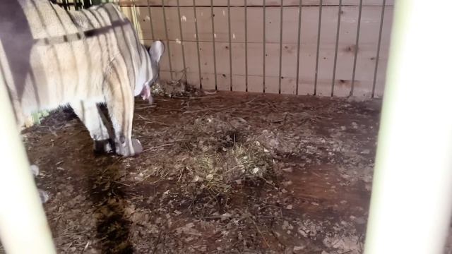 Пума из передвижного зоопарка НЕ УМЕЕТ ЕСТЬ НУЖНУЮ ПИЩУ! Будем приучать ❤️ смотреть онлайн