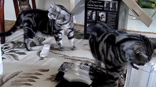 American Shorthair silver tabby & Bengal cats смотреть онлайн
