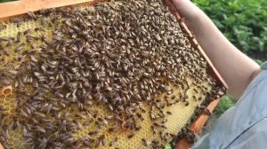 Я знаю почему жену пчелы жалят чаще чем меня. Агрессивные пчелы на пасеке