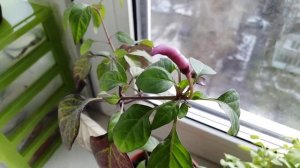 Перец огонек на подоконнике - просто и легко!