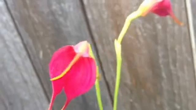 Orchid care, growing Masdevallia Angel Heart Orchid смотреть онлайн
