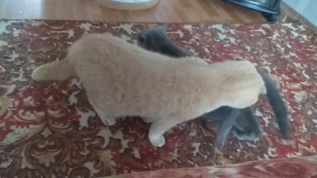 #lovelycats Шотландская серая кошка гуляет смотреть онлайн