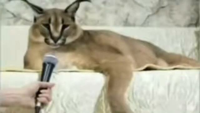 Ещё один кот поёт арабскую молитву смотреть онлайн