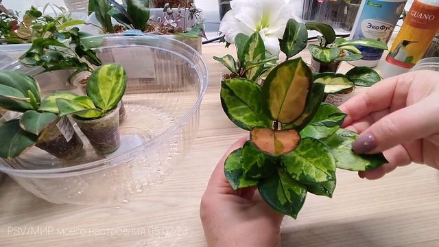 05.02.23 ХОЙИ полив с удобрением Guano для роста.Динамика развития растений через 2 месяца. смотреть онлайн