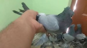 Узбекские сизые бойные голуби
