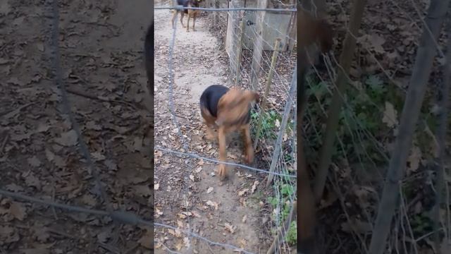 Bruno st hubert français смотреть онлайн