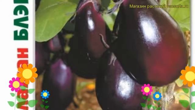 Баклажан Блек Дракон. Краткий обзор, описание характеристик solanum melongena Blek Drakon смотреть онлайн