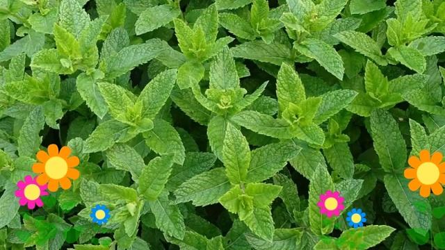 Мята курчавая Марокканская (Марокканская). Краткий обзор, описание характеристик, где купить саженц смотреть онлайн