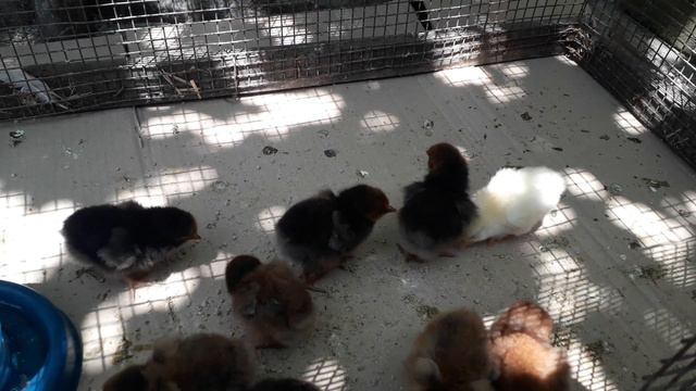Цыплята орпингтоны на прогулке. смотреть онлайн