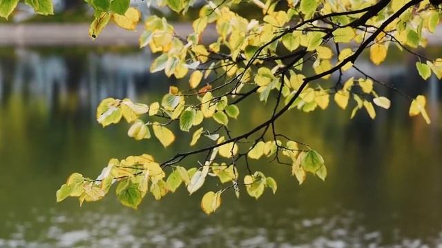 Осенняя свадьба в Москве смотреть онлайн