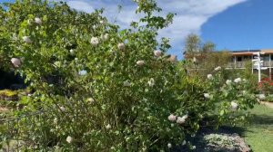 Mme Alfred Carriere Rose series 2021