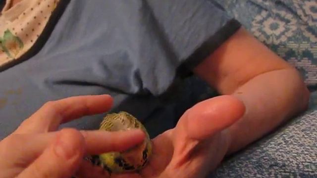 Ручной выставочный волнистый. смотреть онлайн