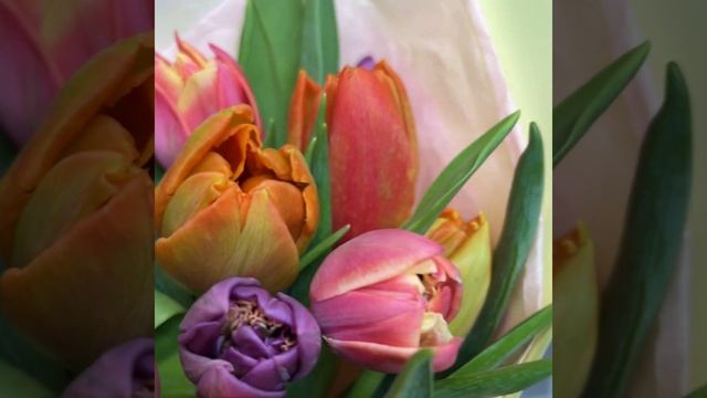 21 пионовидный тюльпан новый смотреть онлайн