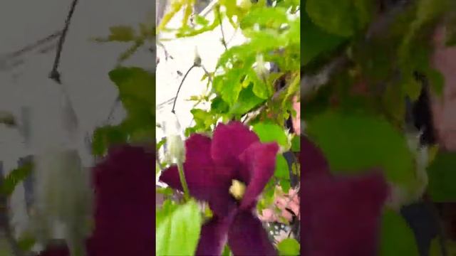 Jackmanii Clematis Morning of 5/15/19 смотреть онлайн