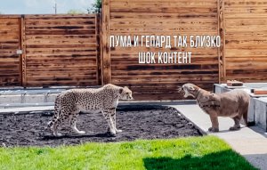 Шок контент-пума Месси и гепард Герда делят территорию