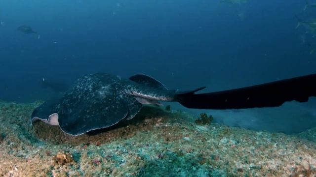 Rayas, Manta, Mantarraya (Rajiformes, Myliobatiformes)| Datos curiosos de animales смотреть онлайн